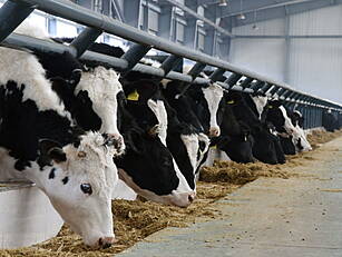 Dairy Farmers' Income Up 50% T...