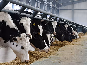 Dairy Farmers' Income Up 50% T...