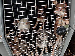32 Dogs Worth €150,000 Seized...