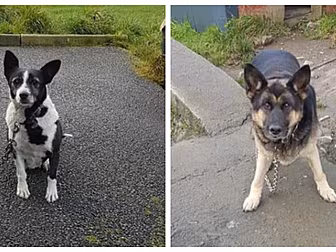 Foster Home Urgently Needed Fo...