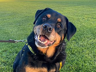 Dogs Trust Releases CCTV Of Si...