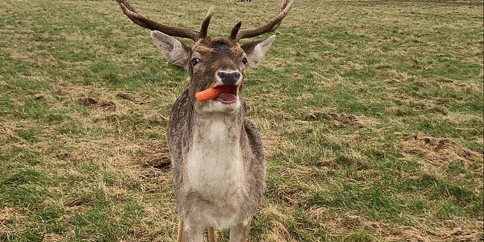 'No selfies with Rudolph': vis...