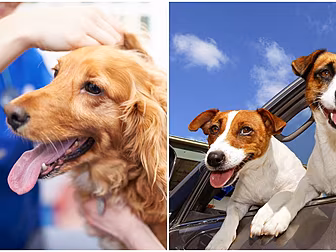 ''Does My Dog Have Coronavirus...