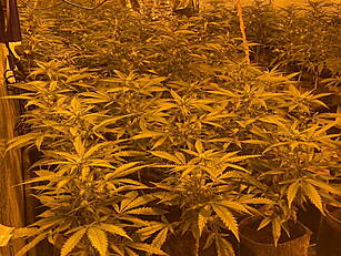Cannabis Plants Worth €250,000...