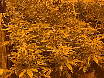 Cannabis Plants Worth €250,000...