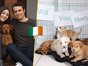 Irishman Uses Foster Puppies T...