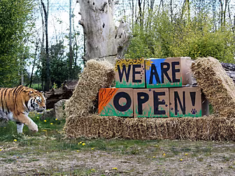 Zoos Are Open And Tennis And G...