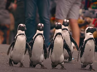 Love Island For Penguins? It's...