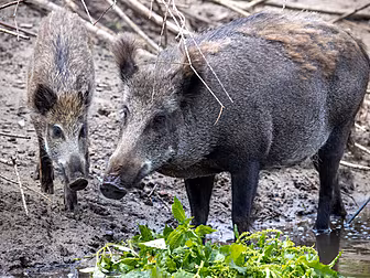 Large Male Boar Still Running...