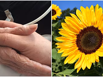 How You Can Grow A Virtual Sun...
