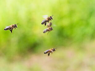 Calls To Protect Wildlife As O...
