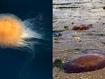 How To Avoid A Jellyfish Sting