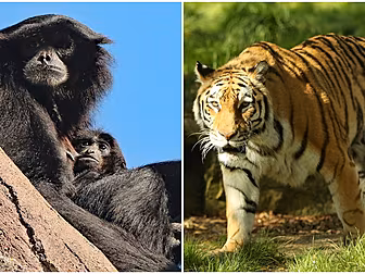 Dream Job: Dublin Zoo Are Look...
