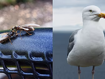 The Weird Effect Flying Ants H...