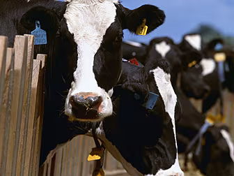 New Zealand Farmers To Be Taxe...