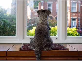 Irish Doggies Being Offered Fr...