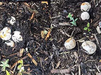 Eggs Or Mushrooms? The Mystery...