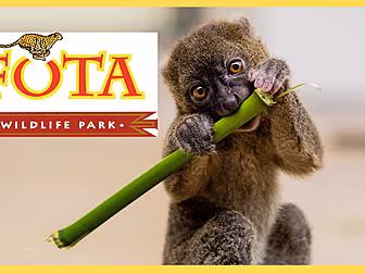 Fota Wildlife Welcome Baby Lem...