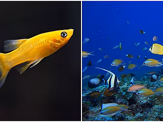 ''Fish Sleep With Their Eyes O...