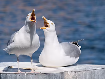 Warnings Seagulls Could Become...