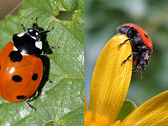 Why Ladybirds Are One Of The S...