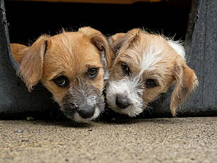 Urgent Appeal As ISPCA Deals W...
