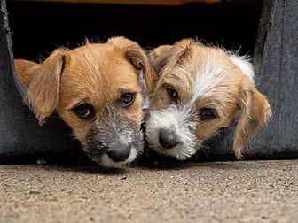Urgent Appeal As ISPCA Deals W...