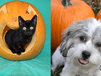 How To Mind Your Pet This Hall...