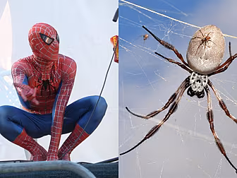 Could You Really Have Spidey S...