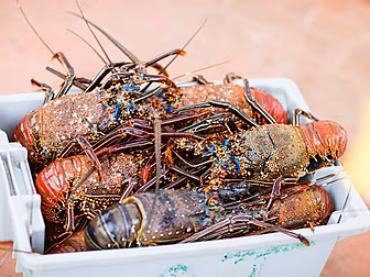 Report Shows Octopus, Lobster...