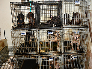 38 Dogs And Exotic Animals Sei...