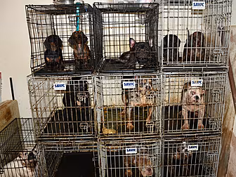 38 Dogs And Exotic Animals Sei...