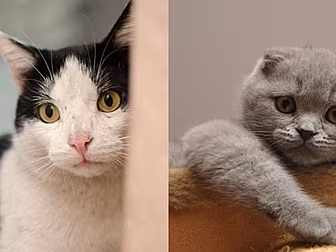 How To Know If Your Cat Is A P...