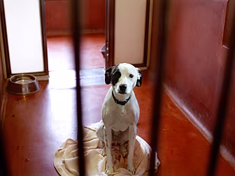 Dogs Trust Report A 82 Percent...