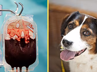 UCD Vet Hospital Issues Urgent...