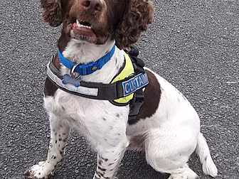 Revenue Dog Finds €700,000 Wor...