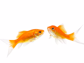 You'd Think Goldfish Aren't Th...