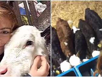 This Young Kilkenny Farmer And...