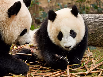 Pandas Have A Lot More Going O...