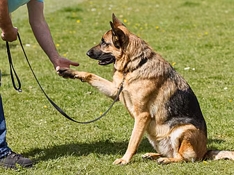 Why Training Your Pet Is Alway...