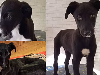 ‘Covid Cast Outs’: Dogs Being...