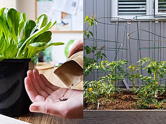 Here’s How To Grow Your Own Fo...