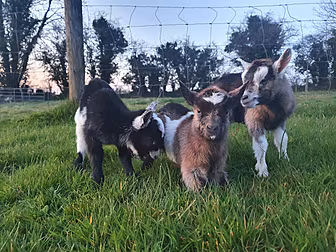 Kilkenny Based Family Heartbro...