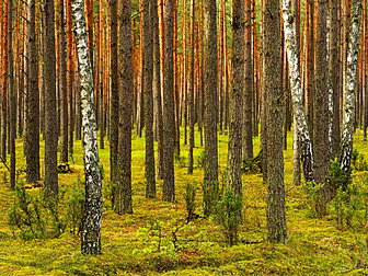 Forests The Equivalent Size Of...
