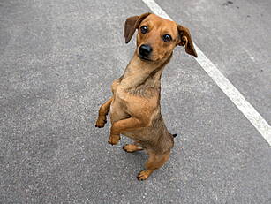 600 Ukrainian Pets Come To Ire...