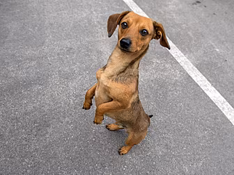 600 Ukrainian Pets Come To Ire...