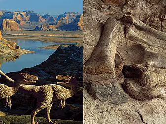 Did Dinosaurs Exist In Ireland...