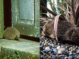 How Many Hedgehogs Were Spotte...