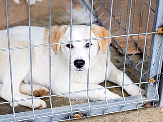Dogs Seized By Gardaí To Be Re...