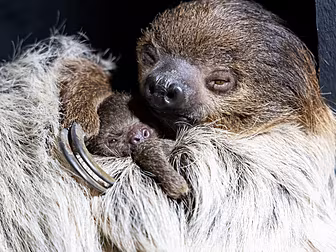 Baby Sloth Born In Cork And Na...